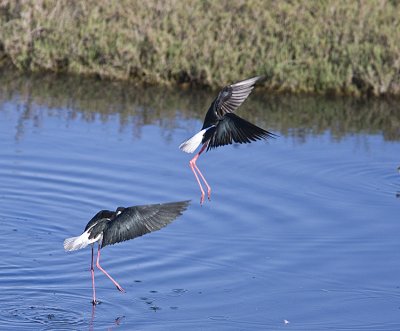 Male Stilts fighting over a female