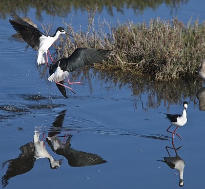 Male Stilts fighting over a female