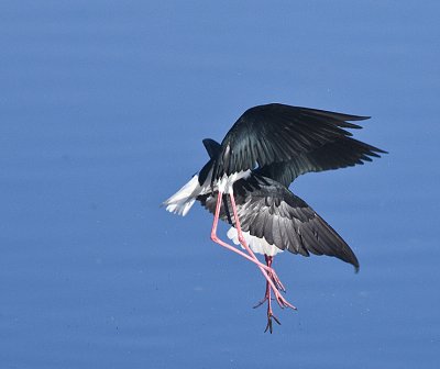 Male Stilts fighting over a female