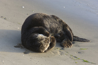 Sea Otter rubs his face