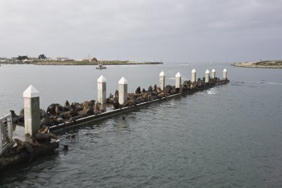 Sea Lions on pier at Moss Landing
