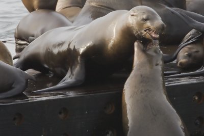 Juvenile Sea Lion takes on adult for space on pier