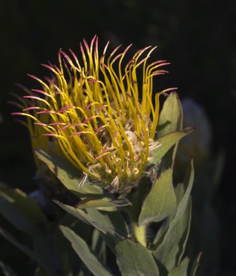 Flower at UCSC Arboritum