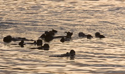 Sea Otters at  Dawn