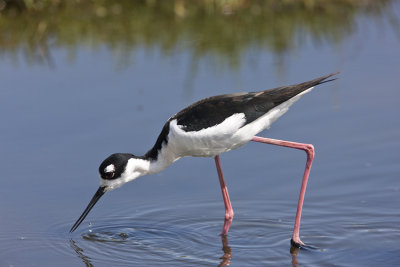 Black-necked Stilt