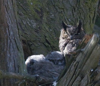 Great Horned Owl,mom and 2 babies
