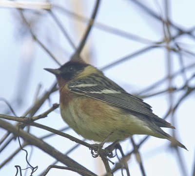 Bay-Breasted Warbler