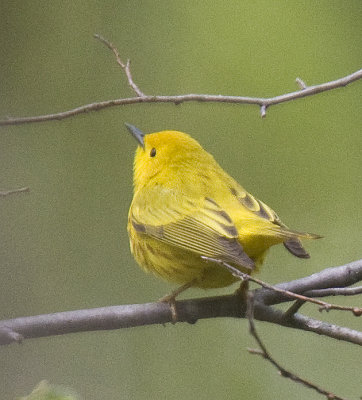 Yellow Warblers