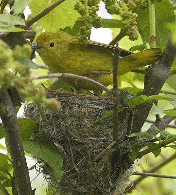 Yellow Warbler making nest