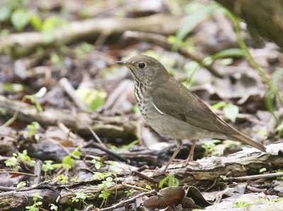 Grey-cheeked thrush