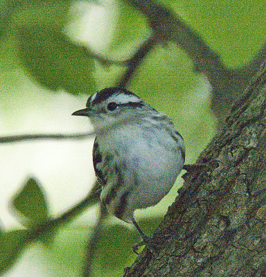 Black and White Warbler