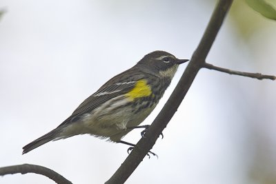 Yellow-rumped Warbler,Myrtle