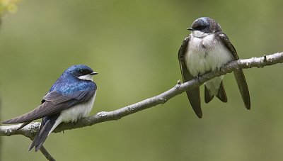 Tree Swallow pair