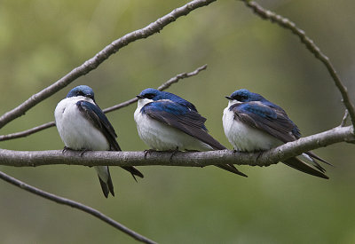 ThreeTree Swallows