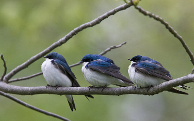 ThreeTree Swallows