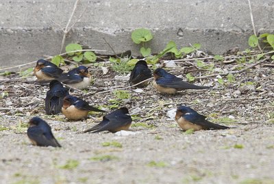 Barn Swallows on the ground exhausted