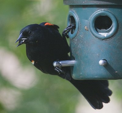 Red-winged Blackbird,male