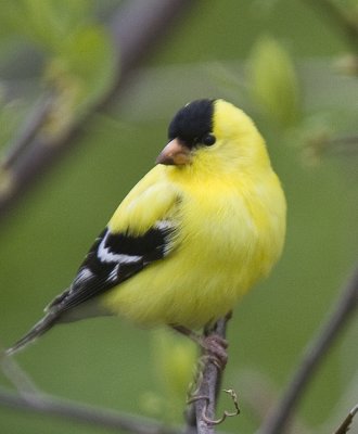 American Goldfinch male