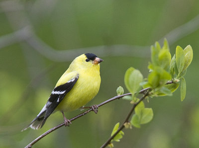American Goldfinch male