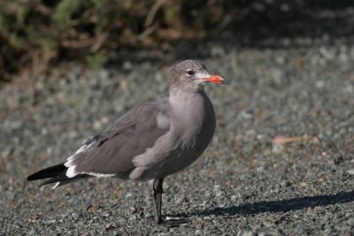 Heermann's Gull,winter nonbreeding adult