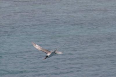 g3/03/534603/3/40974214.IMG_1767_edited.jpg