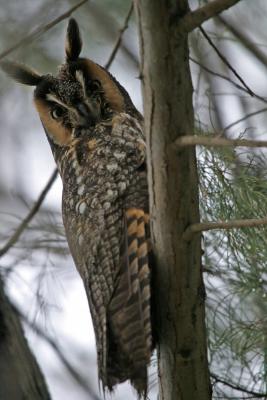 Long-eared Owl