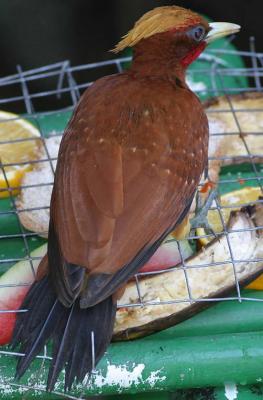 Chestnut Woodpecker