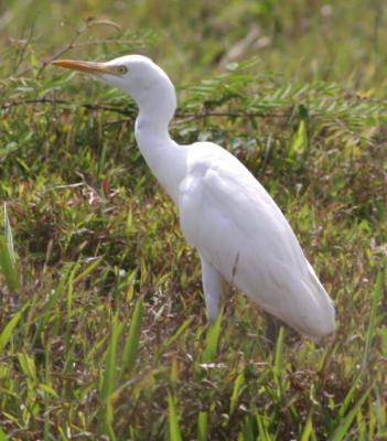 Cattle Egret