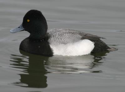 Lesser Scaup,male