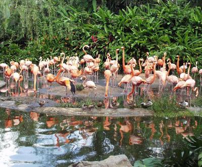 Greater Flamingos