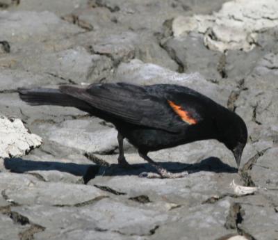 Red-winged Blackbird,male