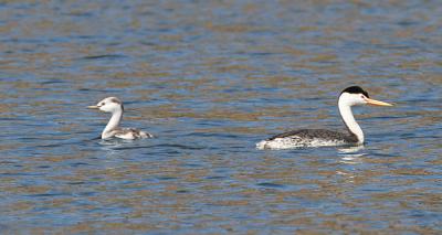 Clark's Grebe with juvenile