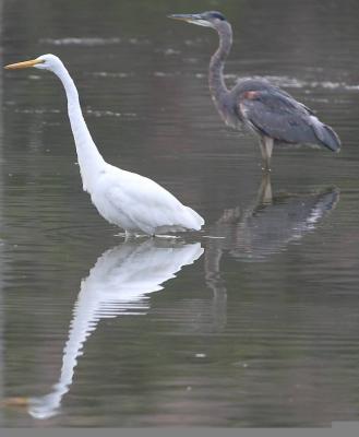 Great Blue Heron and Great Egret