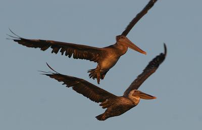 Brown Pelicans at sunset 5