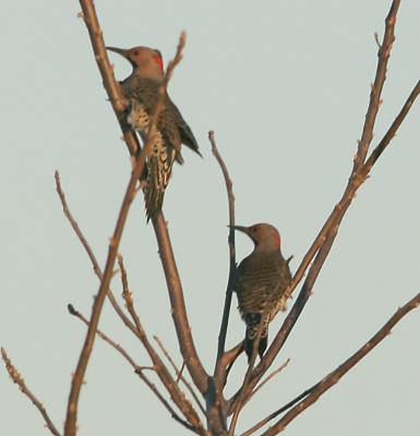 Northern Flicker,males,yellow shafted(eastern)