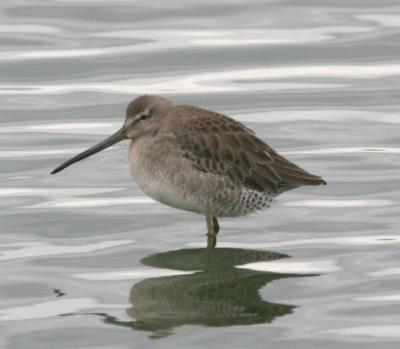 Long-billed Dowitcher,juvenile