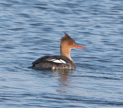 Red-breasted Merganser,nonbreeding male