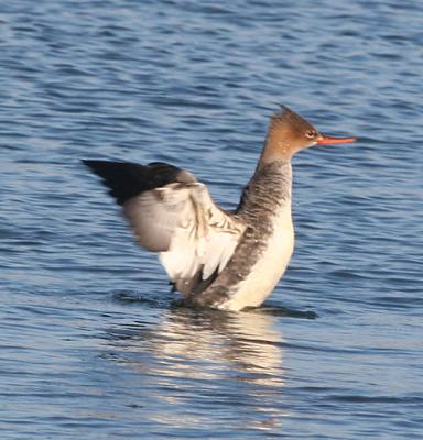 Red-breasted Merganser,nonbreeding male with wings fully spread