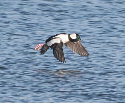 Bufflehead,male in breeding plumage in flight