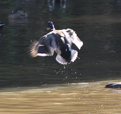 Mallard in flight