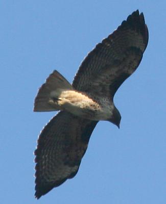 Red-tailed Hawk in flight from below