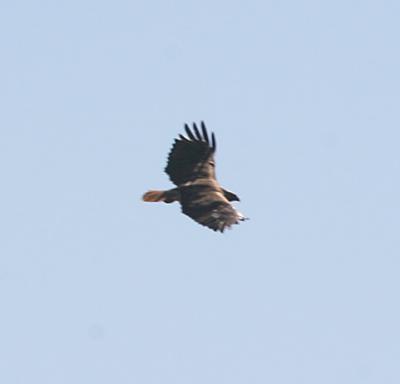 Red-tailed Hawk in flight from above