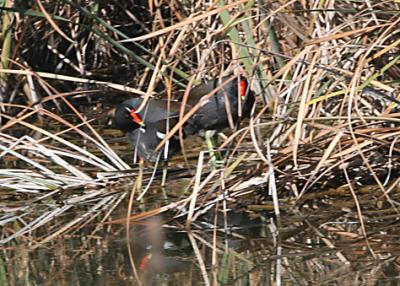 Common Moorhen pair hiding out