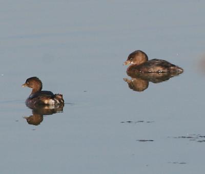 Pied-billed Grebe pair,nonbreeding