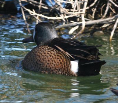 Blue-winged Teal,male in breeding plumage from the rear