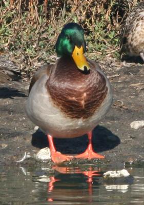 Mallard male in breeding plumage