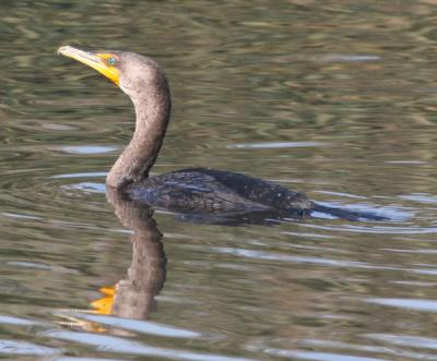 Double-crested Cormorant male