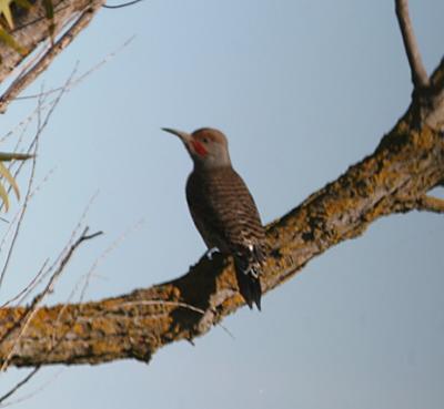 Northern Flicker.male red-shafted