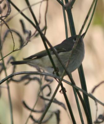 Ruby-crowned Kinglet