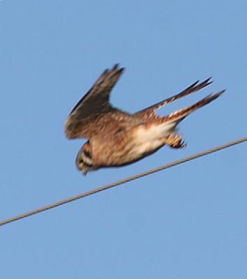 American Kestral,female in flight